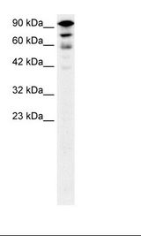 Kinesin 5A / KIF5A Antibody - Fetal Brain Lysate.  This image was taken for the unconjugated form of this product. Other forms have not been tested.