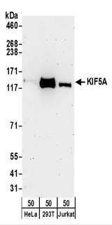 Kinesin 5A / KIF5A Antibody - Detection of Human KIF5A by Western Blot. Samples: Whole cell lysate (50 ug) from HeLa, 293T, and Jurkat cells. Antibodies: Affinity purified rabbit anti-KIF5A antibody used for WB at 0.1 ug/ml. Detection: Chemiluminescence with an exposure time of 3 minutes.