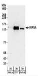 Kinesin 5A / KIF5A Antibody - Detection of Human KIF5A by Western Blot. Samples: Whole cell lysate (50 ug) from HeLa, 293T, and Jurkat cells. Antibodies: Affinity purified rabbit anti-KIF5A antibody used for WB at 0.1 ug/ml. Detection: Chemiluminescence with an exposure time of 3 minutes.