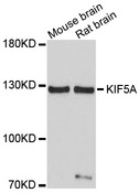 Kinesin 5A / KIF5A Antibody - Western blot analysis of extracts of various cells.