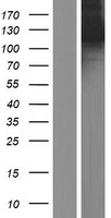 Kinesin 5A / KIF5A Protein - Western validation with an anti-DDK antibody * L: Control HEK293 lysate R: Over-expression lysate