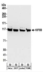 Kinesin Heavy Chain / KIF5B Antibody - Detection of Human and Mouse KIF5B by Western Blot. Samples: Whole cell lysate (50 ug) from HeLa, 293T, Jurkat, and mouse TCMK-1 cells. Antibodies: Affinity purified rabbit anti-KIF5B antibody used for WB at 1 ug/ml. Detection: Chemiluminescence with an exposure time of 30 seconds.