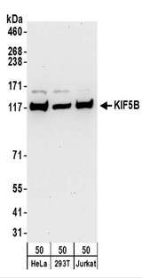Kinesin Heavy Chain / KIF5B Antibody - Detection of Human KIF5B by Western Blot. Samples: Whole cell lysate (50 ug) from HeLa, 293T, and Jurkat and cells. Antibodies: Affinity purified rabbit anti-KIF5B antibody used for WB at 1 ug/ml. Detection: Chemiluminescence with an exposure time of 30 seconds.