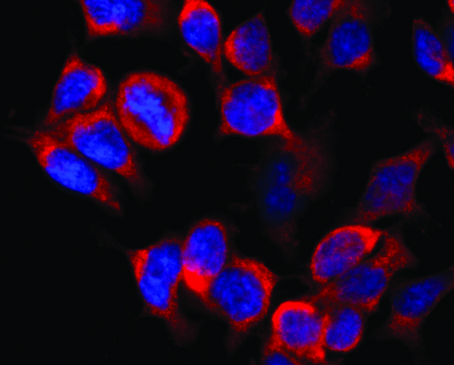 Kinesin Heavy Chain / KIF5B Antibody - Immunofluorescence staining of vesicles (red) in RBL-2H3 rat basophilic leukemia cell line using anti-Kinesin (KN-02). Nuclei were stained with DAPI (blue).