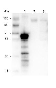 Kinesin Heavy Chain / KIF5B Antibody - Western blot of Rabbit anti-Kinesin 1 Antibody. Lane 1: 500 ng of truncated kinesin 1 protein. Lane 2: 20 ug of Mouse Brain lysate. Lane 3: 10 ug of Mouse Brain lysate. Primary antibody: kinesin1 antibody at 1:1000 for overnight at 4C. Secondary antibody: IRDye800 rabbit secondary antibody at 1:40000 for 1hr at RT. Block: 5% BLOTTO 1 hr at RT. Predicted/Observed size: 72 kDa, ~70 kDa for kinesin-1. Other band(s): degradation.