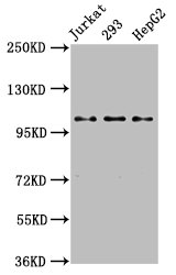 Kinesin Heavy Chain / KIF5B Antibody - Positive Western Blot detected in Jurkat whole cell lysate, 293 whole cell lysate, HepG2 whole cell lysate. All lanes: KIF5B antibody at 3.2 µg/ml Secondary Goat polyclonal to rabbit IgG at 1/50000 dilution. Predicted band size: 110 KDa. Observed band size: 110 KDa