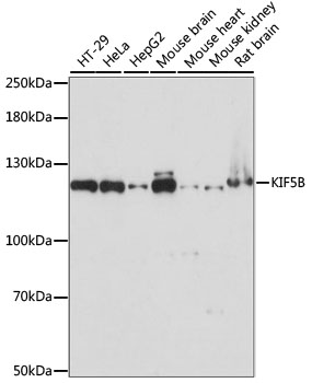 Kinesin Heavy Chain / KIF5B Antibody - Western blot analysis of extracts of various cell lines, using KIF5B antibody at 1:1000 dilution. The secondary antibody used was an HRP Goat Anti-Rabbit IgG (H+L) at 1:10000 dilution. Lysates were loaded 25ug per lane and 3% nonfat dry milk in TBST was used for blocking. An ECL Kit was used for detection and the exposure time was 60s.