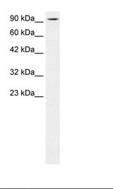Kinesin Heavy Chain / KIF5B Antibody - Human Fetal Brain Lysate.  This image was taken for the unconjugated form of this product. Other forms have not been tested.