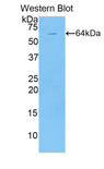 KIR2DL1 / CD158a Antibody - Western blot of recombinant KIR2DL1 / CD158a.  This image was taken for the unconjugated form of this product. Other forms have not been tested.