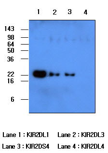 KIR2DL1 / CD158a Antibody - Recombinant human protein KIR2DL1, KIR2DL3, KIR2DS4 and KIR2DL4 (each 50 ng per well) were resolved by SDS-PAGE, transferred to PVDF membrane and probed with anti-human KIR2DL1 (1:500). Proteins were visualized using a goat anti-mouse secondary antibody conjugated to HRP and an ECL detection system. Lane 1: KIR2DL1; Lane 2: KIR2DL3; Lane 3: KIR2DS4; Lane 4: KIR2DL4.