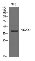 KIR2DL1 / CD158a Antibody - Western Blot analysis of extracts from NIH-3T3 cells using KIR2DL1 Antibody.