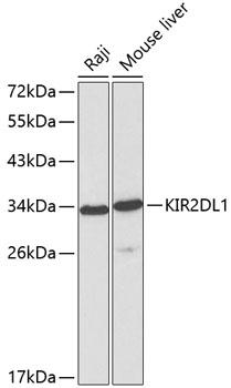 KIR2DL1 / CD158a Antibody - Western blot analysis of extracts of various cell lines using KIR2DL1 Polyclonal Antibody at dilution of 1:1000.