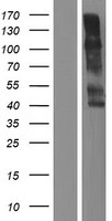 KIR2DL1 / CD158a Protein - Western validation with an anti-DDK antibody * L: Control HEK293 lysate R: Over-expression lysate