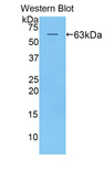 KIR2DL2 / CD158b Antibody - Western blot of recombinant KIR2DL2 / CD158b.  This image was taken for the unconjugated form of this product. Other forms have not been tested.