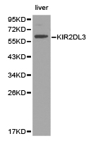 KIR2DL3 / CD152B2 Antibody - Western blot of extracts of liver cell lines, using KIR2DL3 antibody.