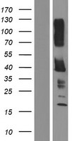 KIR2DL5B Protein - Western validation with an anti-DDK antibody * L: Control HEK293 lysate R: Over-expression lysate