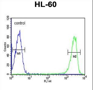 KIR2DS3 Antibody - KIR2DS3 Antibody flow cytometry of HL-60 cells (right histogram) compared to a negative control cell (left histogram). FITC-conjugated goat-anti-rabbit secondary antibodies were used for the analysis.