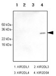 KIR2DS4 Antibody - Recombinant human KIR2DL1, KIR2DL3, KIR2DL4 and KIR2DS4 (each 100 ng) were resolved by SDS-PAGE, transferred to PVDF membrane and probed with anti-human KIR2DS4 antibody (1:1000). Proteins were visualized using a goat anti-mouse secondary antibody conjugated to HRP and an ECL detection system. Arrow indicates recombinant human KIR2DS4 protein.