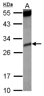 KIR2DS4 Antibody - Sample (30 ug of whole cell lysate) A: Raji 12% SDS PAGE KIR2DS4 antibody diluted at 1:1000