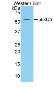 KIR3DL1 Antibody - Western blot of recombinant KIR3DL1.  This image was taken for the unconjugated form of this product. Other forms have not been tested.