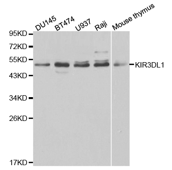 KIR3DL1 Antibody - Western blot analysis of extracts of various cell lines, using KIR3DL1 antibody at 1:1000 dilution. The secondary antibody used was an HRP Goat Anti-Rabbit IgG (H+L) at 1:10000 dilution. Lysates were loaded 25ug per lane and 3% nonfat dry milk in TBST was used for blocking.