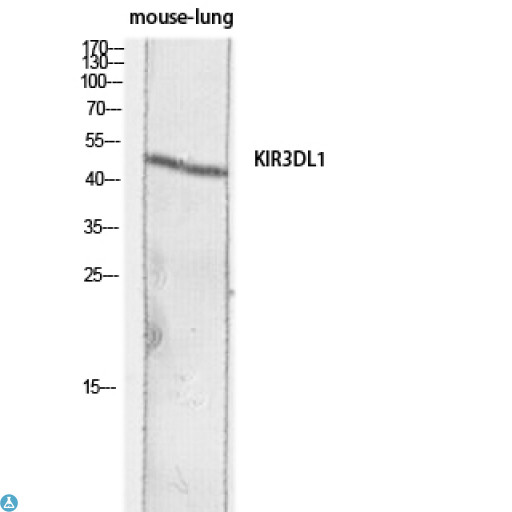 KIR3DL1 Antibody - Western Blot (WB) analysis of Mouse Lung lysis using KIR3DL1 antibody.
