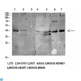 KIR3DL1 Antibody - Immunohistochemistry (IHC) analysis of paraffin-embedded Human Brain, antibody was diluted at 1:100.
