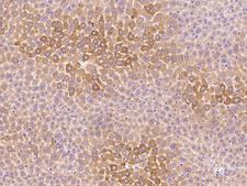 KIR3DL1 Antibody - Immunochemical staining of mouse Kir3dl1 in mouse liver with rabbit polyclonal antibody at 1:200 dilution, formalin-fixed paraffin embedded sections.