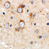 KIR3DL1 Antibody - Immunohistochemical analysis of CD158e staining in human brain formalin fixed paraffin embedded tissue section. The section was pre-treated using heat mediated antigen retrieval with sodium citrate buffer (pH 6.0). The section was then incubated with the antibody at room temperature and detected using an HRP polymer system. DAB was used as the chromogen. The section was then counterstained with hematoxylin and mounted with DPX.