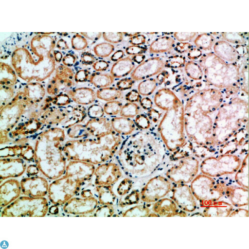 KIR3DL2 Antibody - Immunohistochemical analysis of paraffin-embedded human-kidney, antibody was diluted at 1:200.