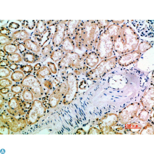 KIR3DL2 Antibody - Immunohistochemical analysis of paraffin-embedded human-kidney, antibody was diluted at 1:200.