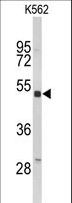 KIR3DL3 / CD158z Antibody - Western blot of KIR3DL3 Antibody in K562 cell line lysates (35 ug/lane). KIR3DL3 (arrow) was detected using the purified antibody.