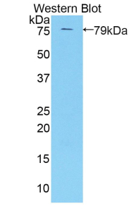 KIR3DL3 / CD158z Antibody - Western blot of recombinant KIR3DL3.  This image was taken for the unconjugated form of this product. Other forms have not been tested.