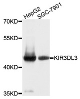 KIR3DL3 / CD158z Antibody - Western blot analysis of extracts of various cell lines, using KIR3DL3 antibody at 1:1000 dilution. The secondary antibody used was an HRP Goat Anti-Rabbit IgG (H+L) at 1:10000 dilution. Lysates were loaded 25ug per lane and 3% nonfat dry milk in TBST was used for blocking. An ECL Kit was used for detection and the exposure time was 15s.