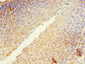 KIR3DL3 / CD158z Antibody - Immunohistochemistry of paraffin-embedded human tonsil tissue at dilution 1:100