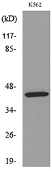 KIR3DL3 / CD158z Antibody - Western blot analysis of lysate from K562 cells, using KIR3DL3 Antibody.