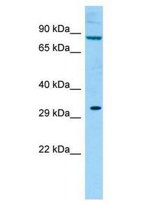KIRREL2 / FILTRIN Antibody - KIRREL2 / FILTRIN antibody Western Blot of Rat Testis. Antibody dilution: 1 ug/ml.  This image was taken for the unconjugated form of this product. Other forms have not been tested.