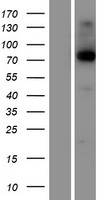 KIRREL2 / FILTRIN Protein - Western validation with an anti-DDK antibody * L: Control HEK293 lysate R: Over-expression lysate
