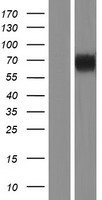 KIRREL2 / FILTRIN Protein - Western validation with an anti-DDK antibody * L: Control HEK293 lysate R: Over-expression lysate