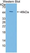 KISS1 / Kisspeptin / Metastin Antibody