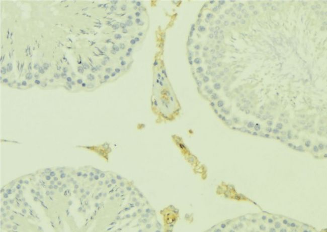 KISS1 / Kisspeptin / Metastin Antibody - 1:100 staining mouse testis tissue by IHC-P. The sample was formaldehyde fixed and a heat mediated antigen retrieval step in citrate buffer was performed. The sample was then blocked and incubated with the antibody for 1.5 hours at 22°C. An HRP conjugated goat anti-rabbit antibody was used as the secondary.