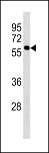 KISS1R / GPR54 Antibody - KISS1R Antibody western blot of HepG2 cell line lysates (35 ug/lane). The KISS1R antibody detected the KISS1R protein (arrow).