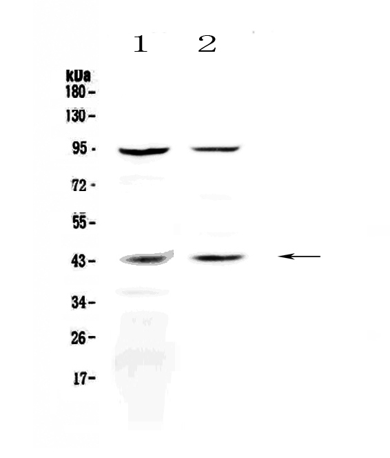 KISS1R / GPR54 Antibody - Western blot - Anti-KiSS1 receptor antibody