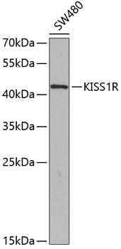 KISS1R / GPR54 Antibody - Western blot analysis of extracts of SW480 cells using KISS1R Polyclonal Antibody at dilution of 1:350.