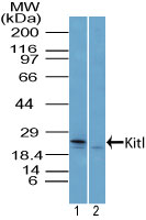 KITLG / SCF Antibody - Western blot of Kitl in mouse liver lysate in the 1) absence and 2) presence of immunizing peptide using Polyclonal Antibody to Kitl at 4 ug/ml. Goat anti-rabbit Ig HRP secondary antibody, and PicoTect ECL substrate solution were used for this test.