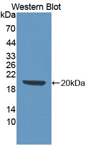 KITLG / SCF Antibody - Western Blot; Sample: Recombinant protein.