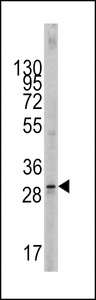 KITLG / SCF Antibody - Western blot of KITLG Antibody in 293 cell line lysates (35 ug/lane). KITLG (arrow) was detected using the purified antibody.
