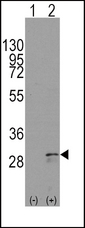 KITLG / SCF Antibody - Western blot of KITLG(arrow) using rabbit polyclonal KITLG Antibody. 293 cell lysates (2 ug/lane) either nontransfected (Lane 1) or transiently transfected with the KITLG gene (Lane 2) (Origene Technologies).