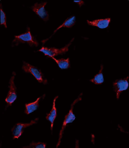 KITLG / SCF Antibody - Immunofluorescence of anti-KITLG Antibody in HeLa cells. 0.025 mg/ml primary antibody was followed by Alexa-Fluor-546-conjugated donkey anti-rabbit lgG (H+L). Alexa-Fluor-546 emits orange fluorescence. Blue counterstaining is DAPI.
