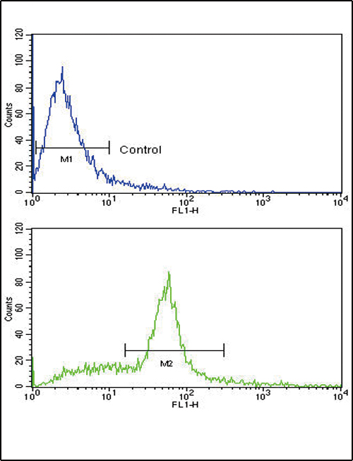 KITLG / SCF Antibody - Flow cytometric of WiDr cells using SCF (KITLG) Antibody (bottom histogram) compared to a negative control cell (top histogram). FITC-conjugated goat-anti-rabbit secondary antibodies were used for the analysis.